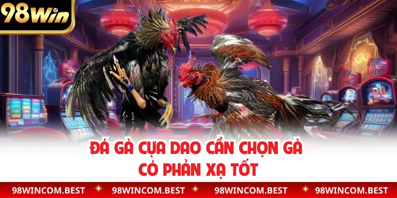 Đá gà cựa dao cần chọn gà có phản xạ tốt